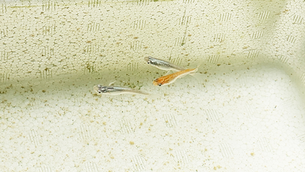 ラメメダカ3匹