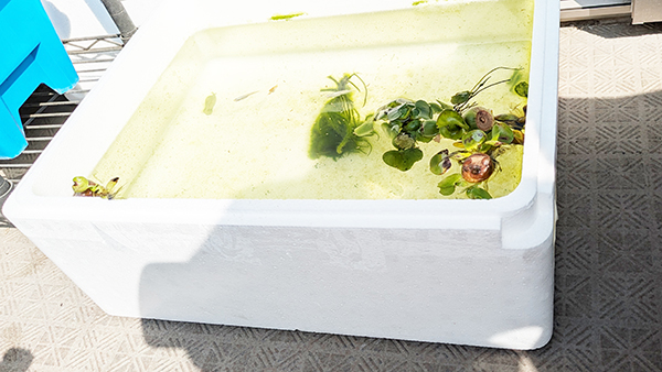 メダカの水槽（発砲スチロールケース）