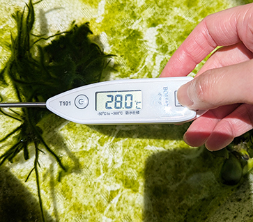 2026年4月8日のお昼頃の水温28℃