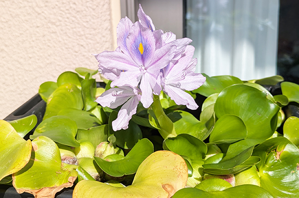 ホテイ草（ホテイアオイ）真夏はたくさん紫のお花が咲きました
