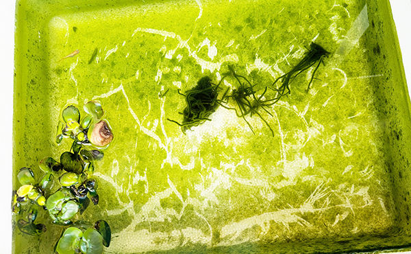 掃除後のメダカの住まい。一応3匹いるけれど……。