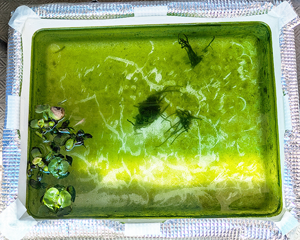 水替えから1日経ちました。フンがちらほら。