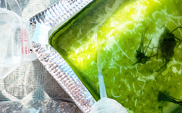 百均のスポイトでちょっとずつ……。