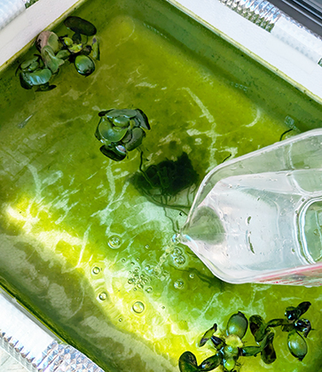 ちょろちょろと……メダカ水槽に追加。