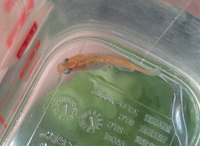 メダカのお腹に卵がついている様子