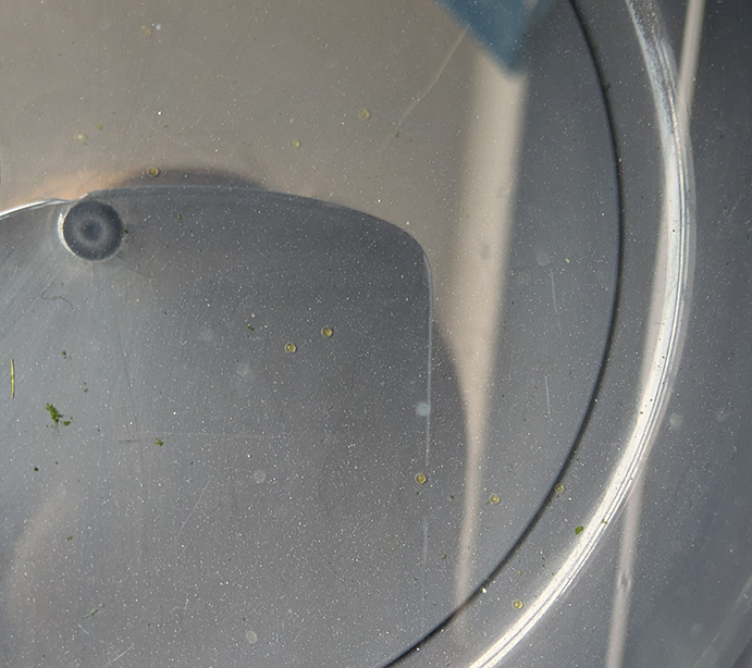 バケツの中の黄色い卵