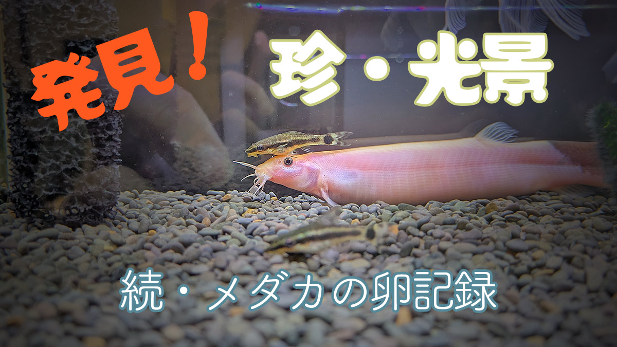 ヒドジョウの背中にオトシンクルスが乗っている珍しい光景と、メダカの卵の成長記録を伝えるブログのアイキャッチ画像。