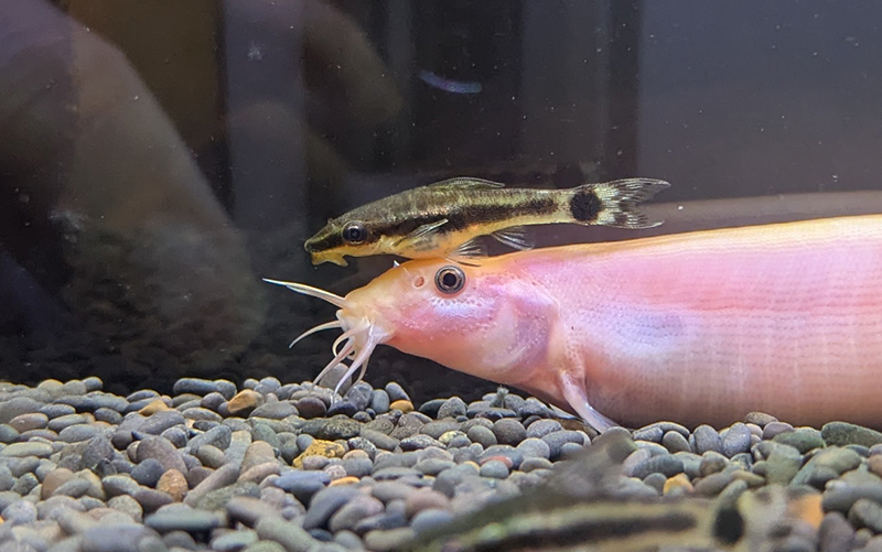 ヒドジョウとその頭にのっかってるオトシンクルス。