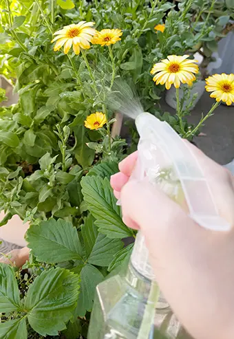 お花にユーカリ・ポポラスの虫よけを散布している様子。