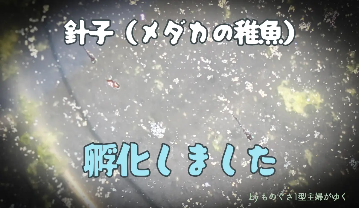 針子が孵化した画像