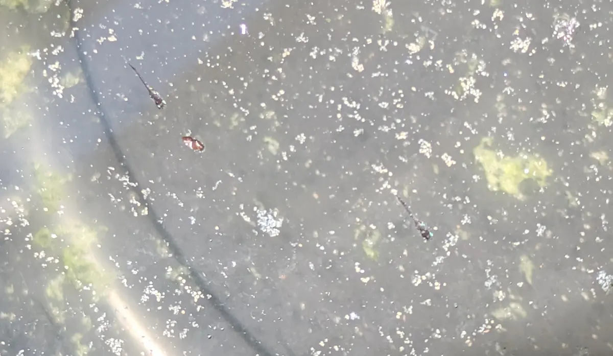 さらに大きくなった5月19日のメダカの針子