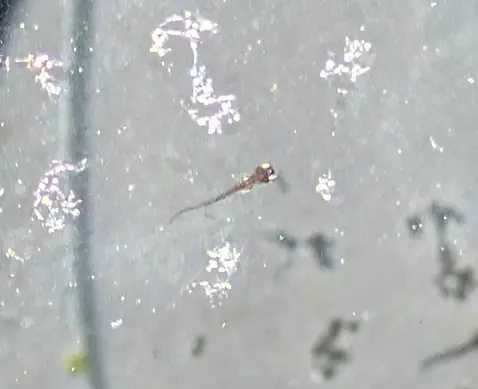 メダカの針子が孵化したバケツの様子