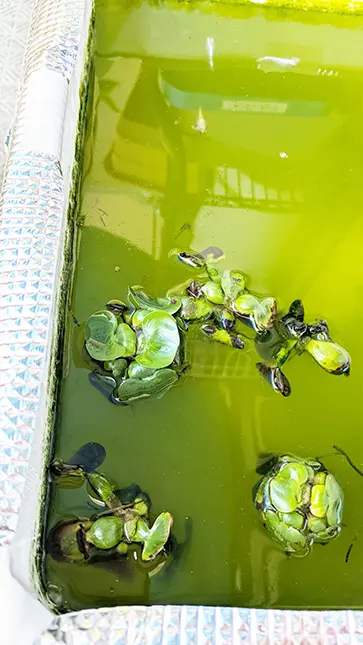 グリーンウォーター化したメダカの発泡スチロールケース