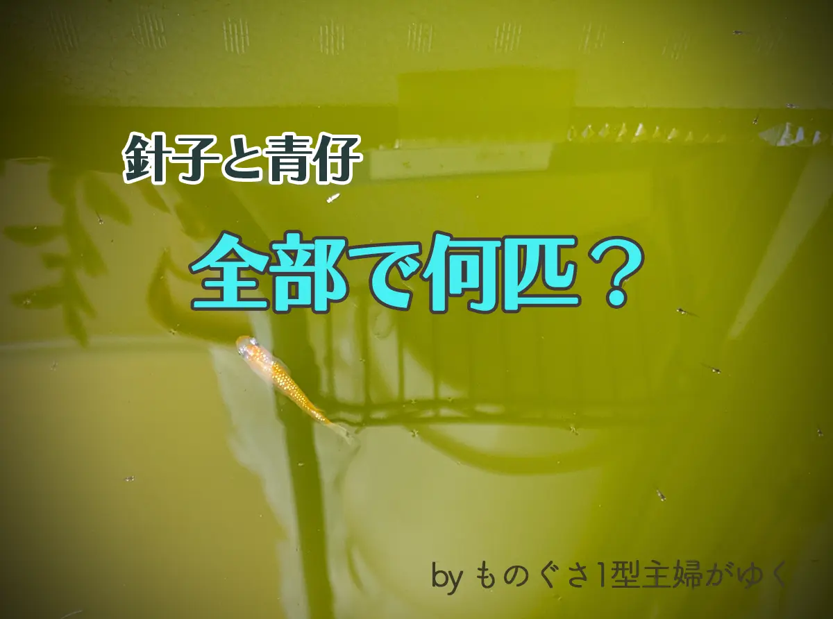 針子と青仔全部で何匹と書かれたアイキャッチ画像。