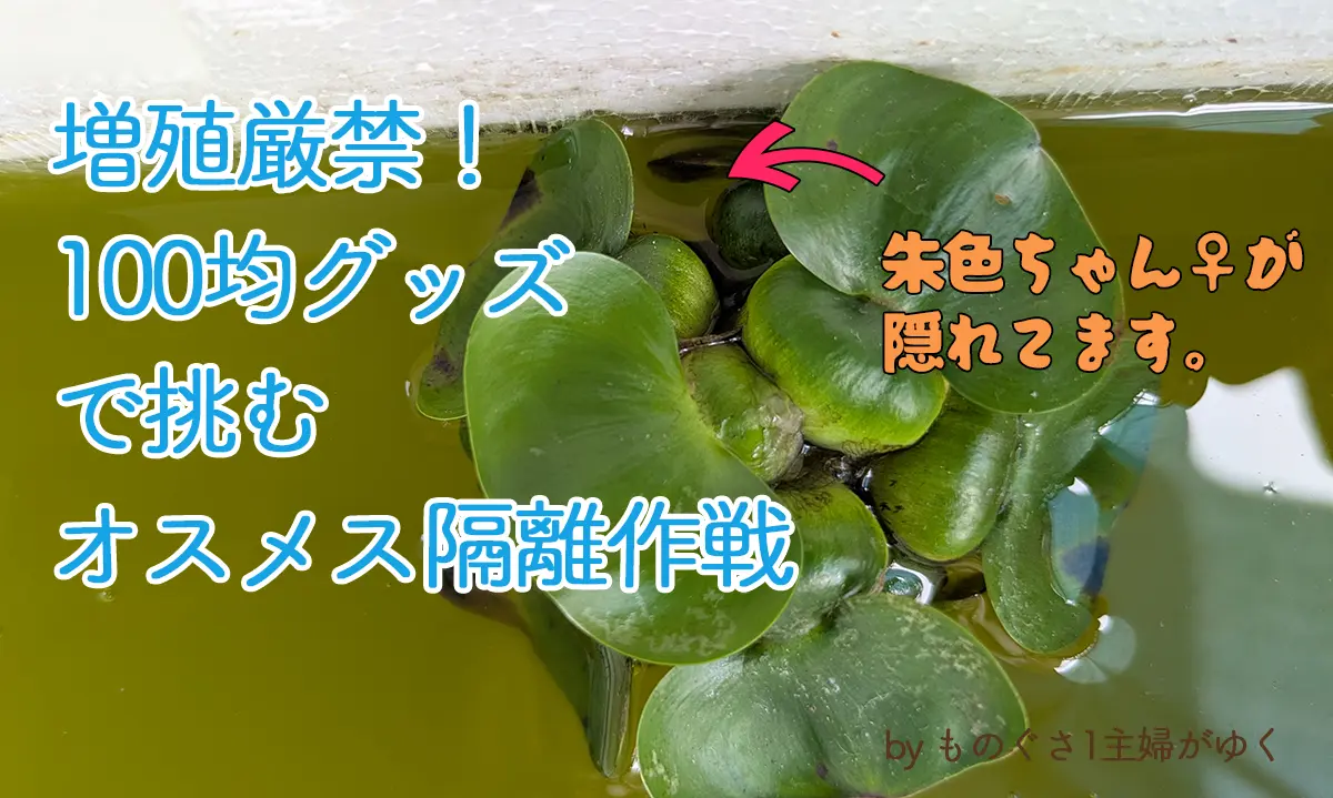 増殖厳禁！100均グッズで挑むオスメス隔離作戦のアイキャッチ