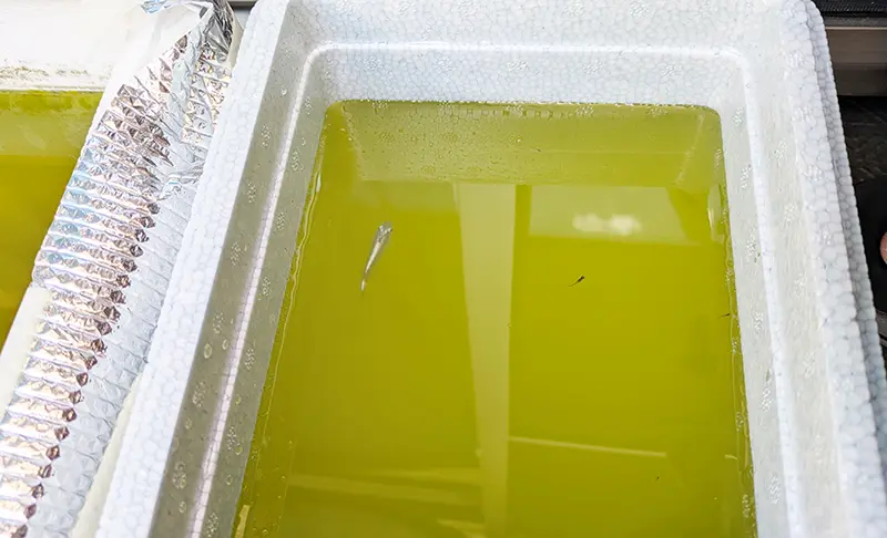 オスメダカが入った発泡スチロールケース