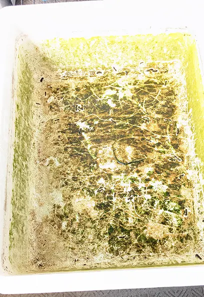 水を抜いた底の方に茶ゴケがある本水槽
