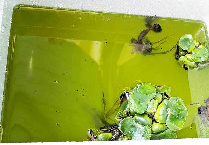 オスメダカ水槽と針子