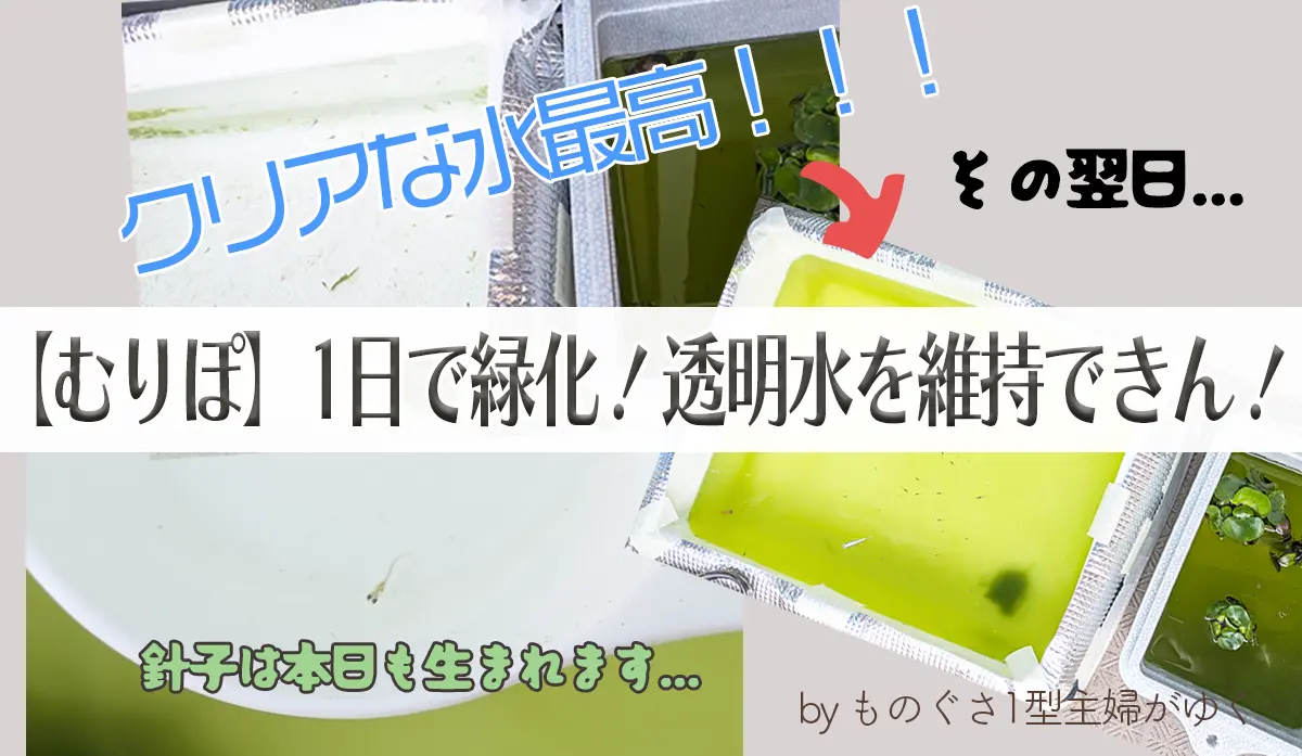 メダカ水槽のクリアな飼育水が1日でグリーンウォーターに変化した様子を比較したブログのアイキャッチ画像