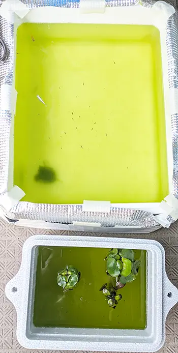 グリーンウォーターになってしまった本水槽の様子
