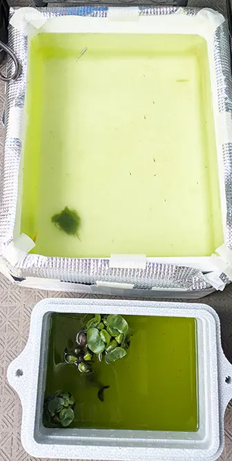 水替えをしてちょっと薄くなった本水槽の様子