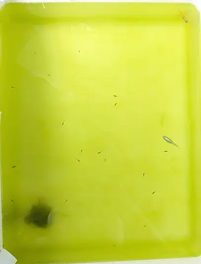 またまたグリーンウォーター化した本水槽の様子