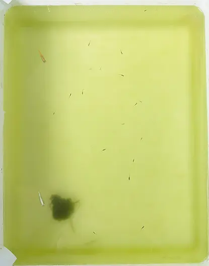 そしてまた水替えして薄くなった本水槽の様子