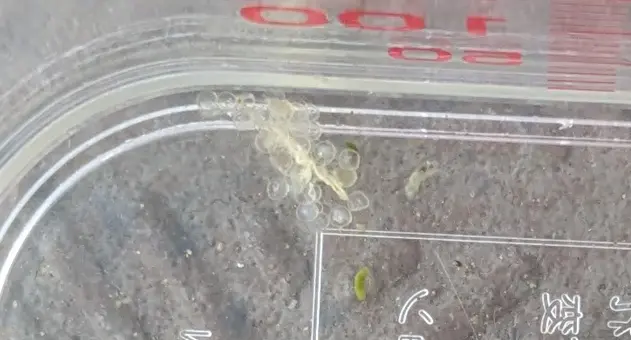 無精卵が容器内にびっしりある様子