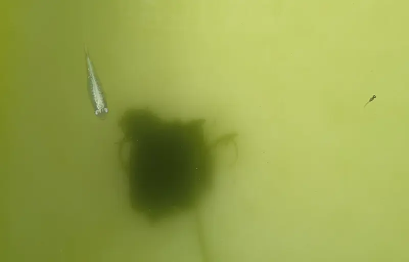 お腹が大きいシルバー♀ちゃん