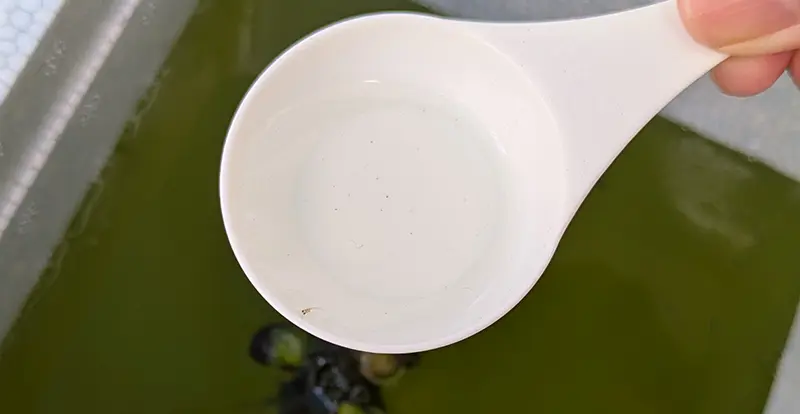 生まれたての針子ちゃんがスプーンにのっかってる様子