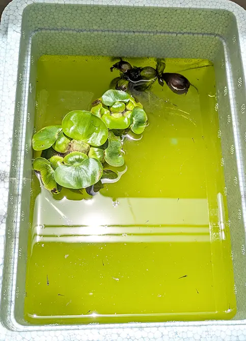 濃いグリーンウォーターの針子とオス水槽