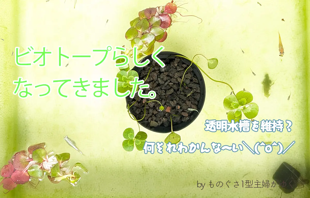 ビオトープらしくなってきました。透明水槽何それわかんな～い＼(^o^)／と書かれたアイキャッチ