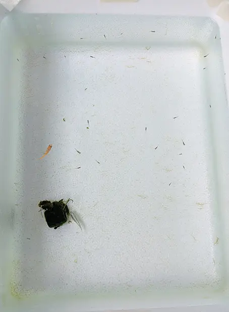 リセット直後の本当に透き通った！透明水槽