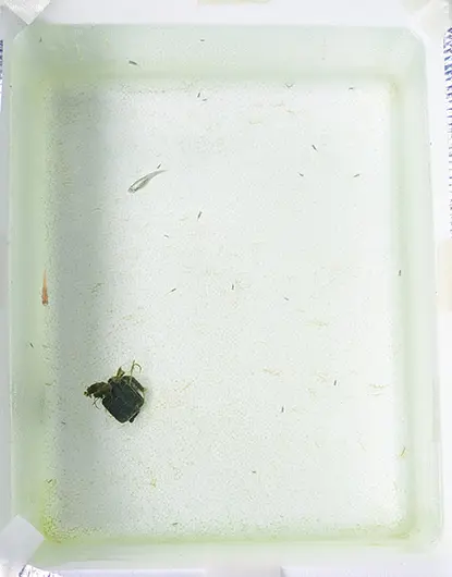 その2日目の水槽……まだそこまでは大丈夫……