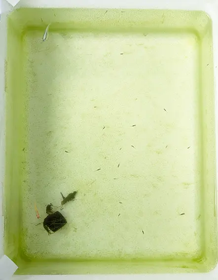 3日目にはもうどこからどうみてもグリーン色になった水槽