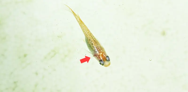 朱色ちゃんがケガしている様子
