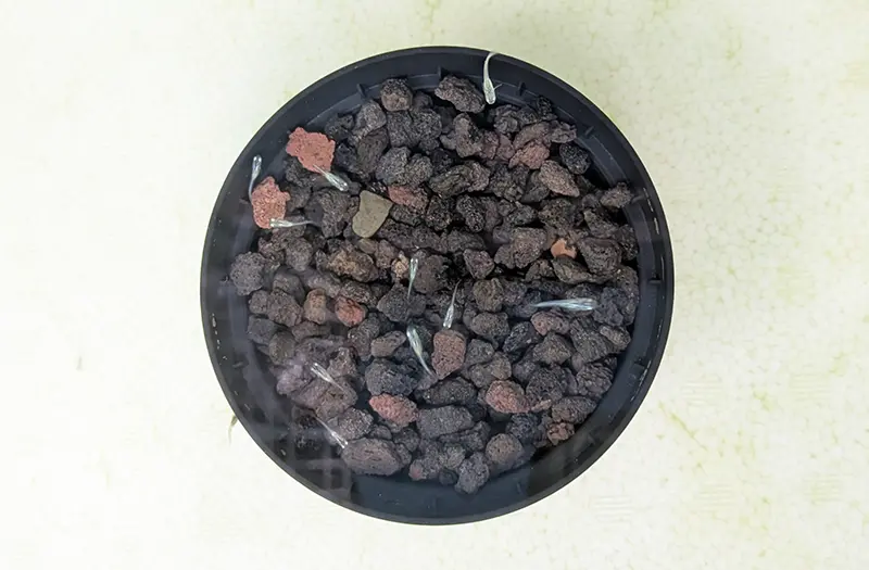 水草を投入するため鉢を準備して水槽に入れた様子