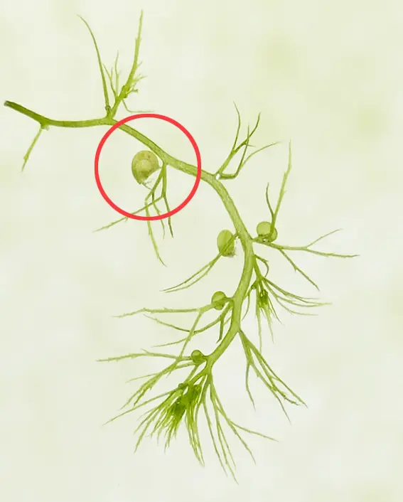 スネールの卵が水草についている様子