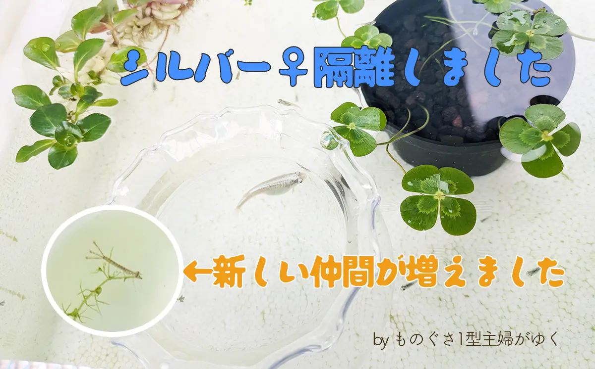 シルバー♀隔離しました、新しい仲間が増えましたのアイキャッチ