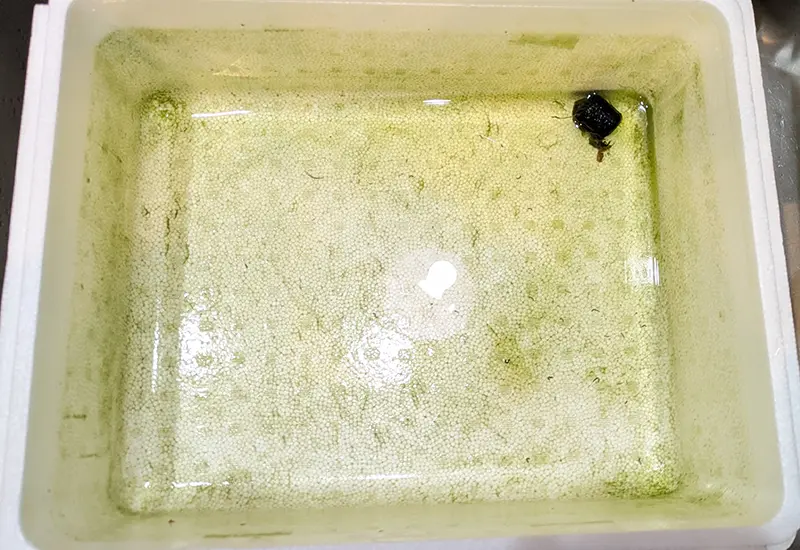 水槽の水を取り除いてコケまみれの様子