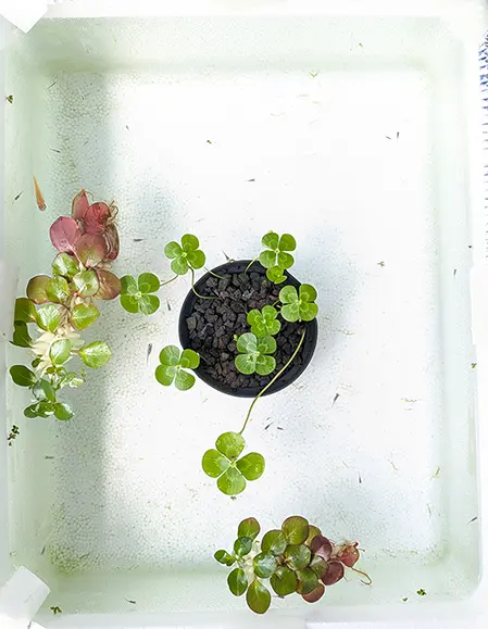 透明になったメダカ水槽