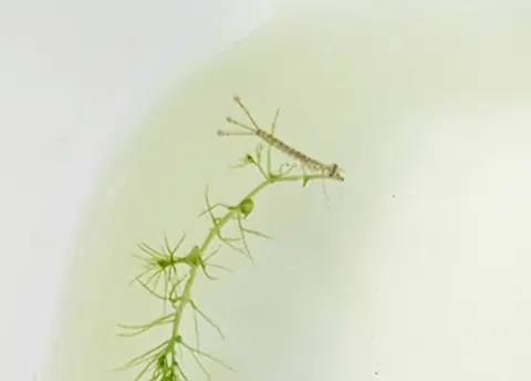 イトトンボのヤゴが水草にしがみついている様子