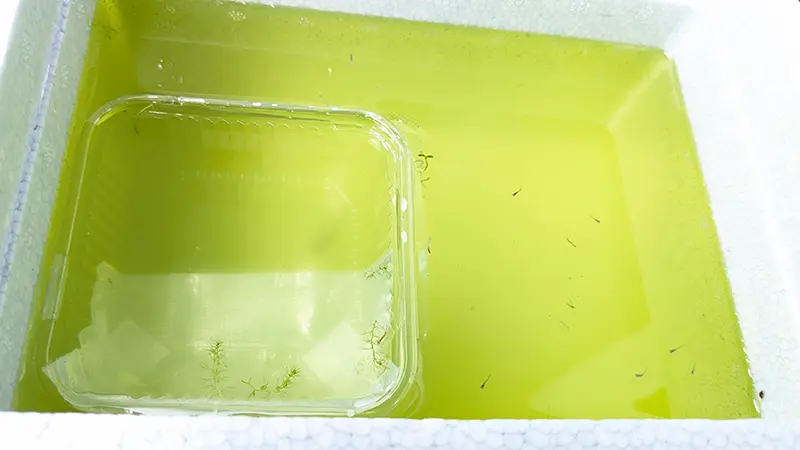 オス水槽に浮かんだヤゴ隔離ケース
