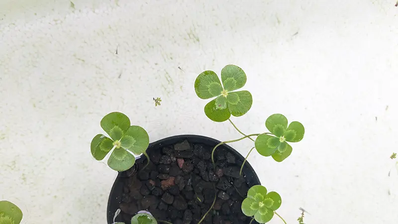 針子をメス水槽に移動させた様子