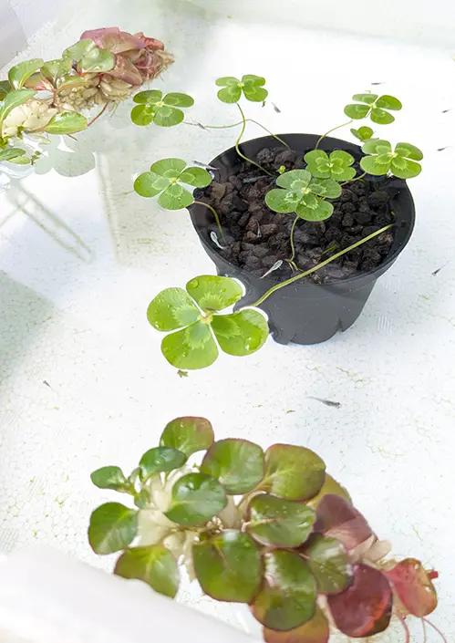 ちょっと角度を変えて撮ったメダカ水槽