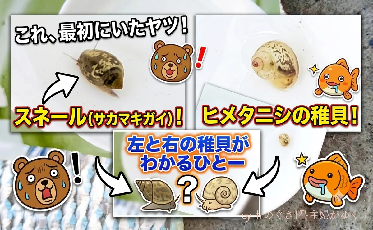 スネールとヒメタニシの稚貝がわかるひと～と書かれたアイキャッチ画像
