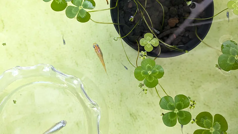 水槽を泳ぐ朱色メダカ♀
