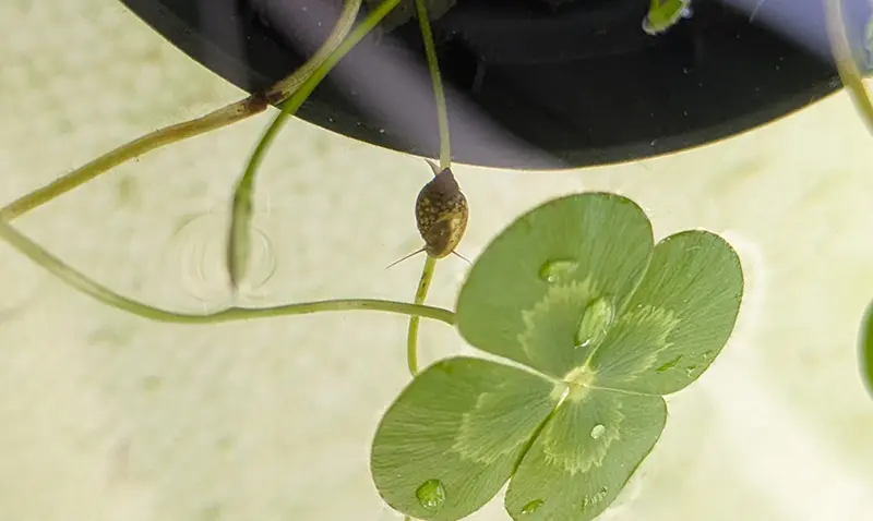 のろのろと水草を這うスネールを発見