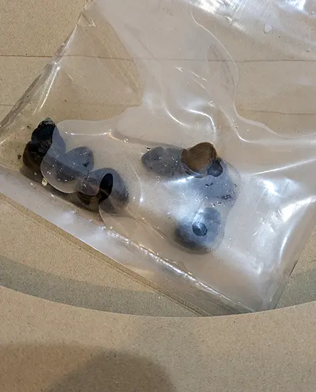 ヒメタニシ6匹と水が少し入っていた
