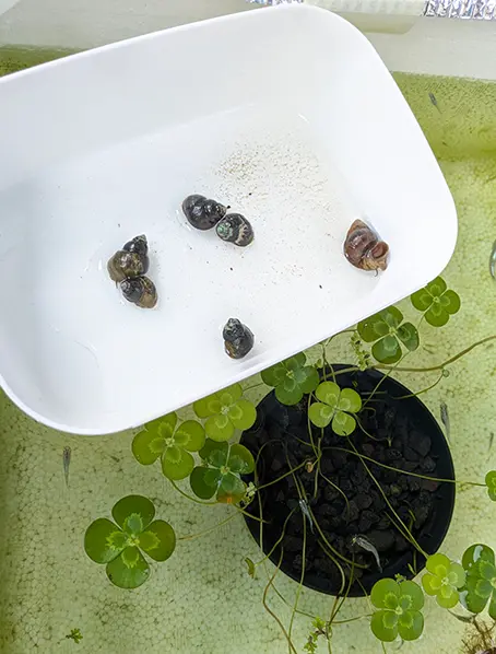 器に入れてヒメタニシの水合わせしている様子